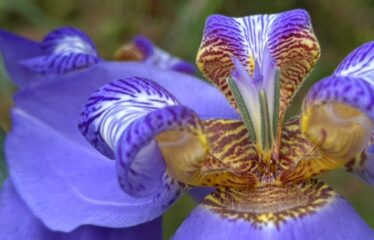 CHÁCARA NO NÚCLEO RURAL DESEMBARGADOR COLOMBO CERQUEIRA