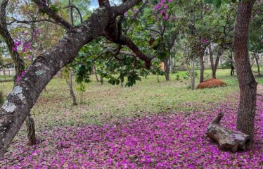 CHÁCARA NO NÚCLEO RURAL DESEMBARGADOR COLOMBO CERQUEIRA